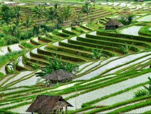 Wisata Budaya, Wisata Alam Dan Wisata Belanja Di Ubud Bali