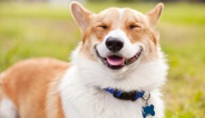 Bulu Anjing
