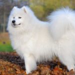 samoyed-hereditary-glomerulopathy-db2b60d006c1b97f5192d056d5fc7f84_600x400