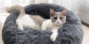 perlengkapan kucing