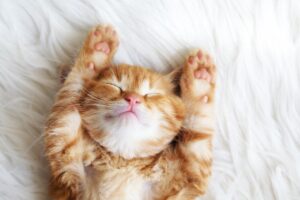 dokter hewan kucing