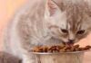 Cara Memberi Makan Anak Kucing