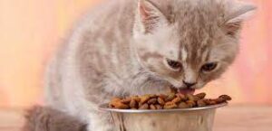 Cara Memberi Makan Anak Kucing