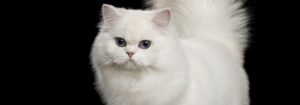 memelihara kucing